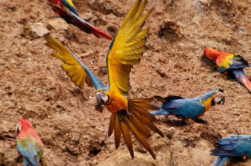 Macaw Clay Lick, Tambopata Amazon Peru - Tambopata Adventure