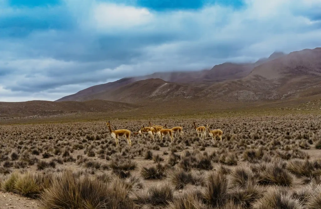 A herd of vicunas grazing in the middle of the path to Humantay's lagoon.