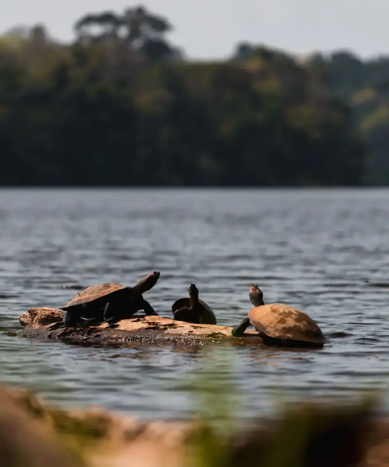 Turtles in sandoval lake