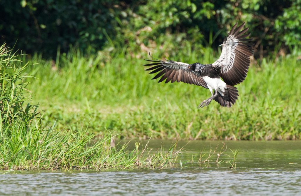 The Horned Screamer Anhuma is present in Manu's National Park.