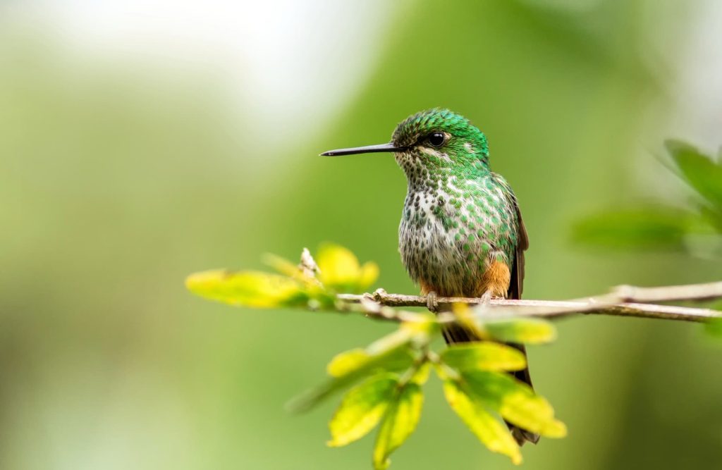 A hummingbird that is part of the urocticte family.