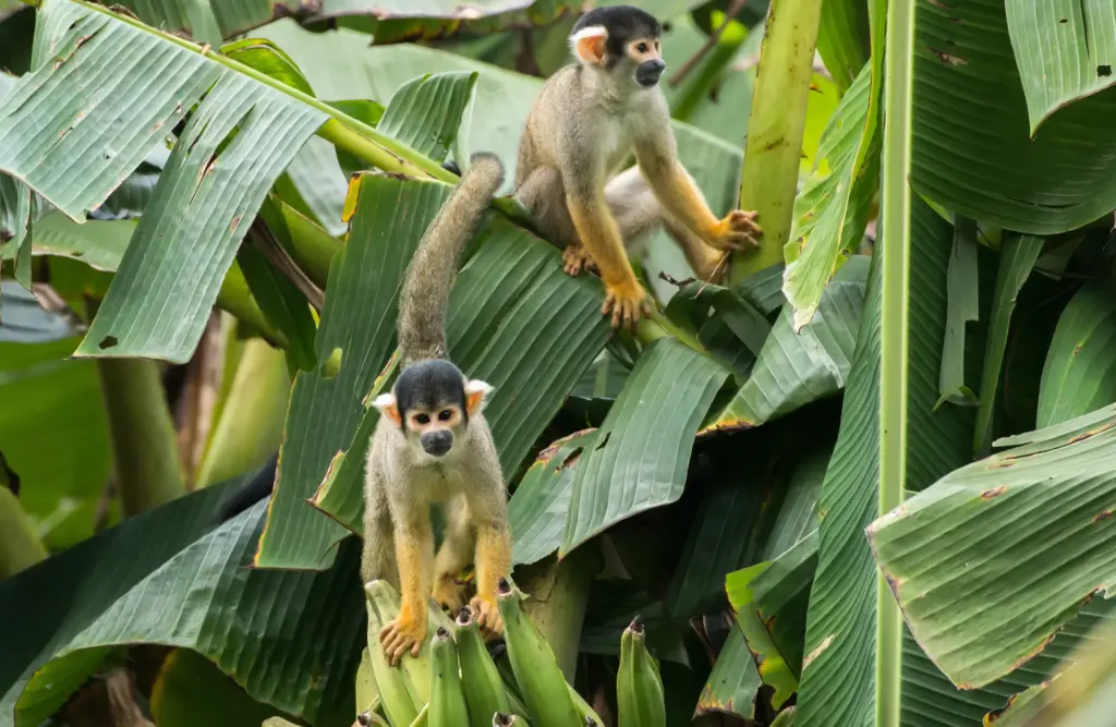 monkey_species_tambopata