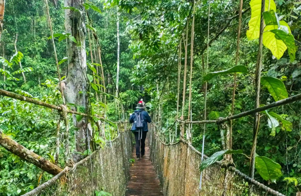A group of explorers go through the canopy bridges while they tour the rainforest.