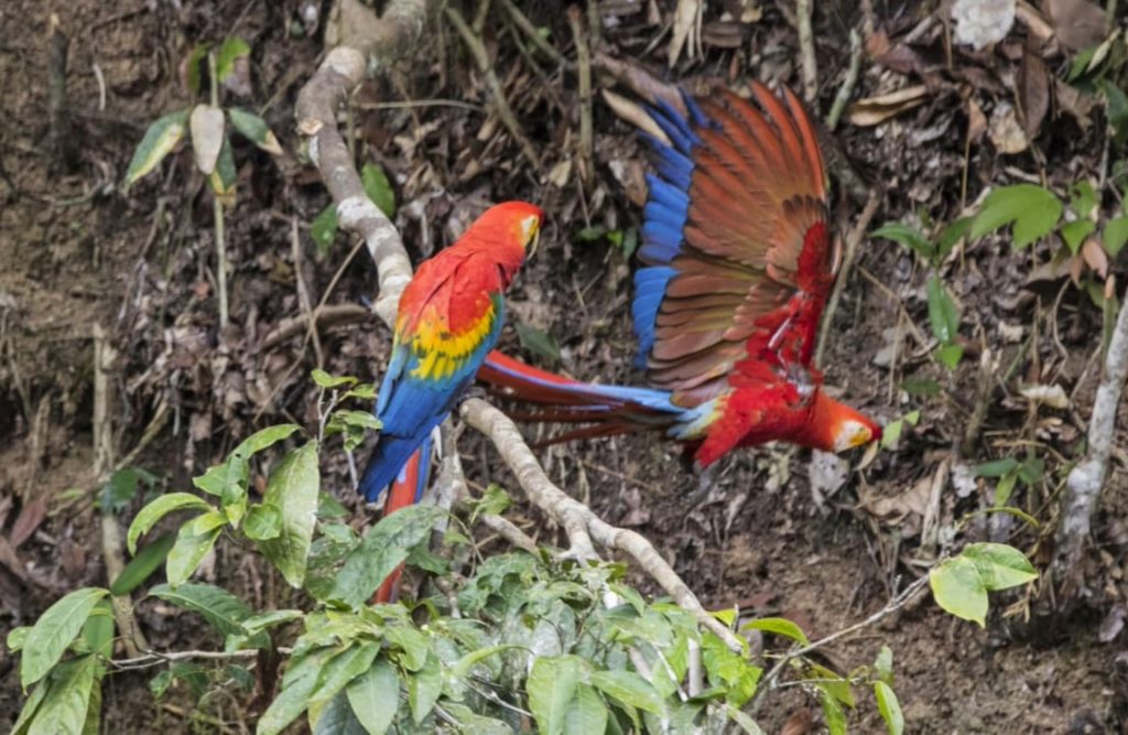 A couple of macaws feed from the soil in one of the collpas.
