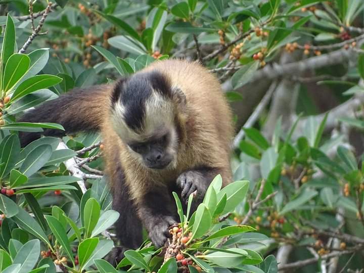 A capuchin monkey, commonly found roaming on trees' branches throughout Manu's Park.