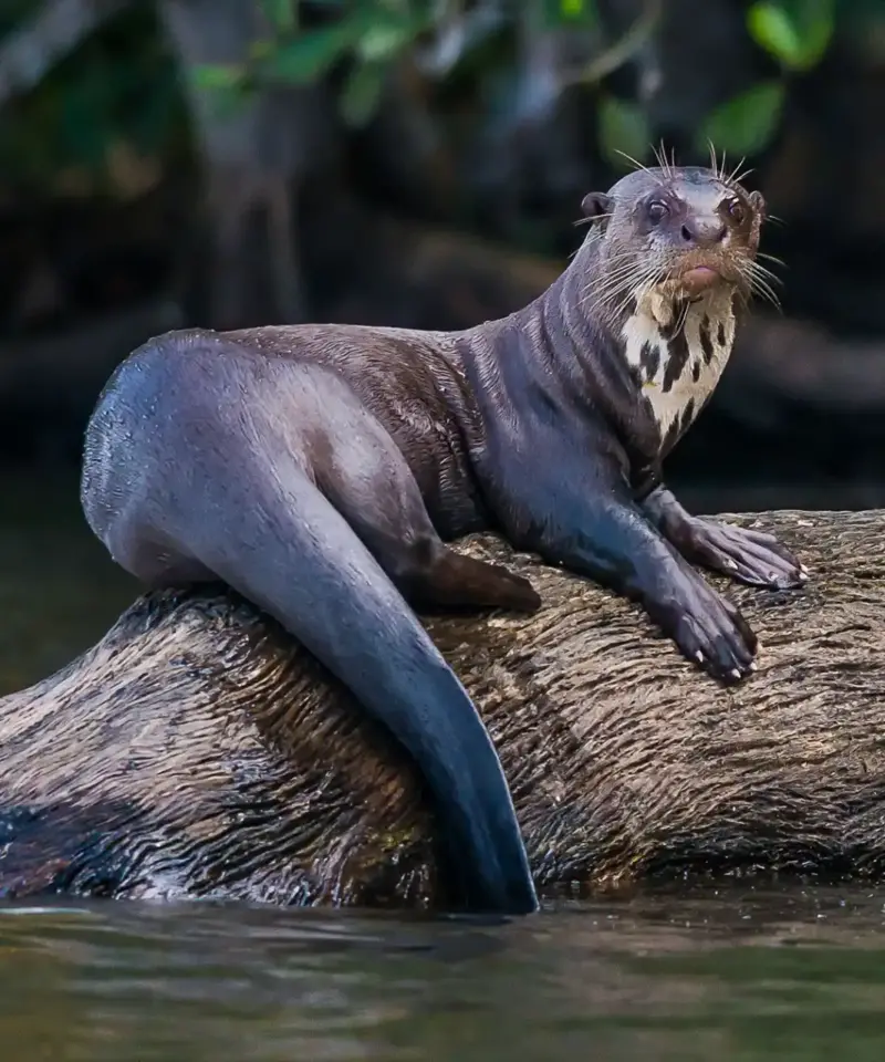 otter in manu national park, resting