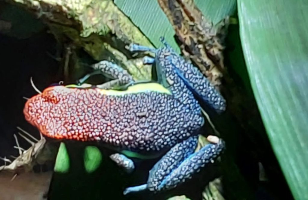 A poisonous frog found in the Manu National Park during the night.