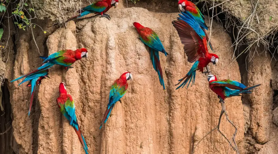 Birds in their clay licks in the Tambopata National Reserve