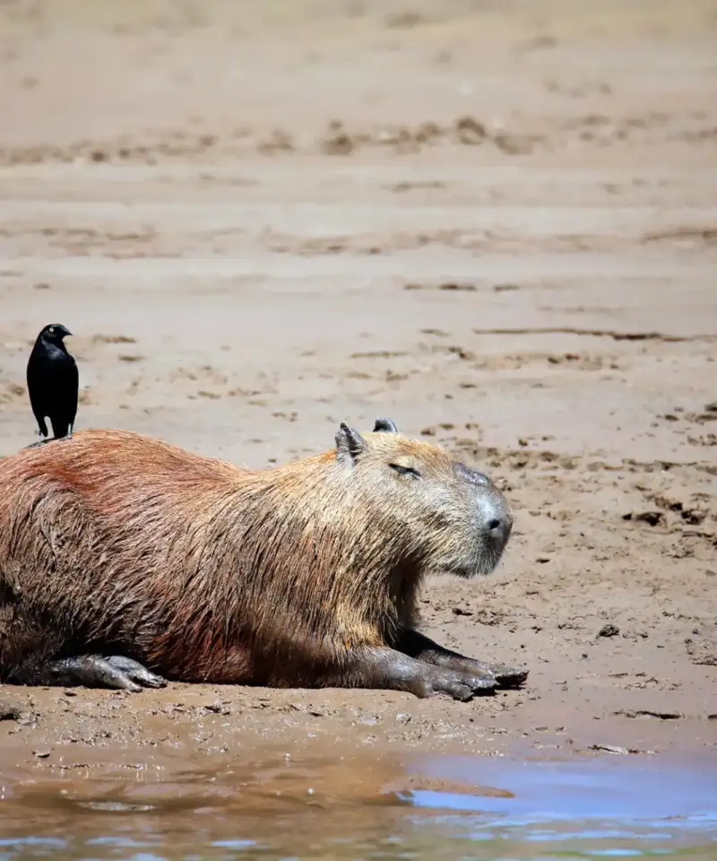 Capybara in the manu national park with a bird on it