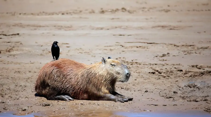 Capybara in the manu national park with a bird on it