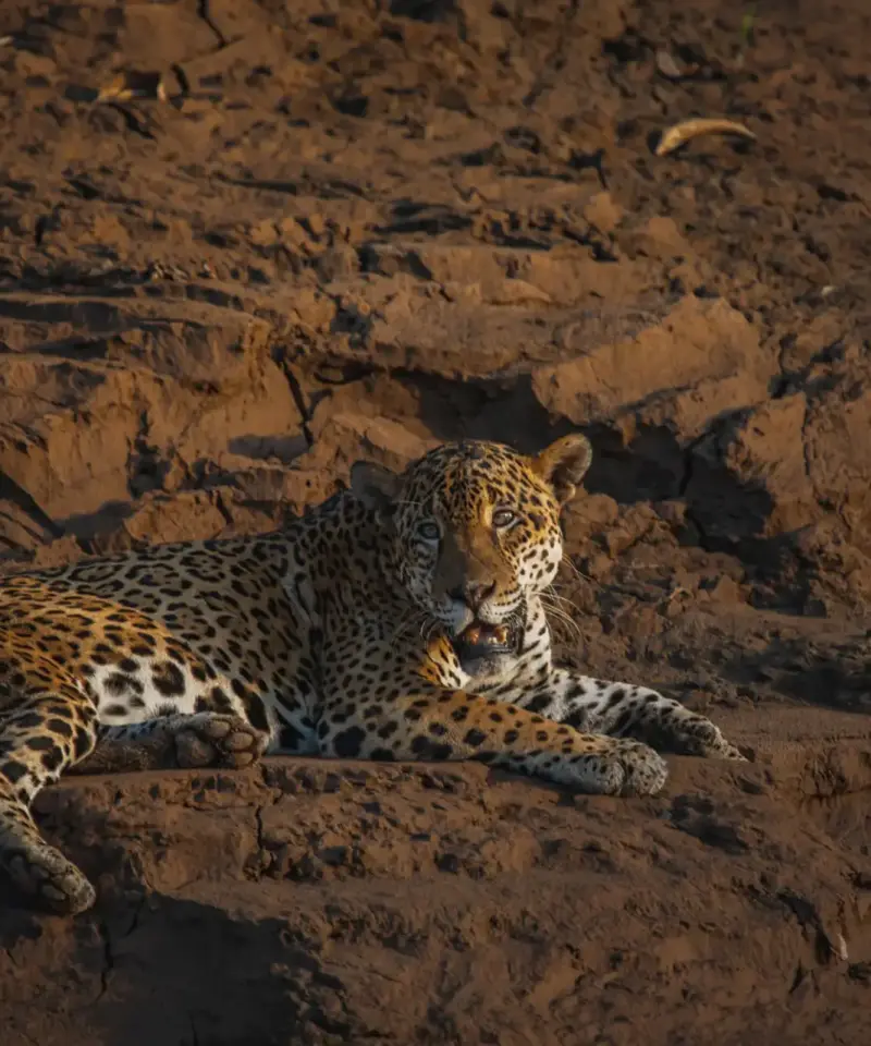 Jaguar on the Tambopata National Reserve