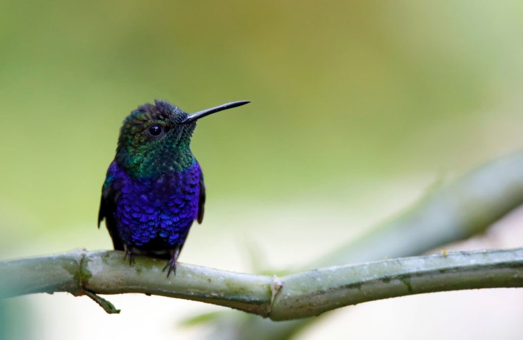 The sapphire hummingbird is present in Tambopata's Reserve.