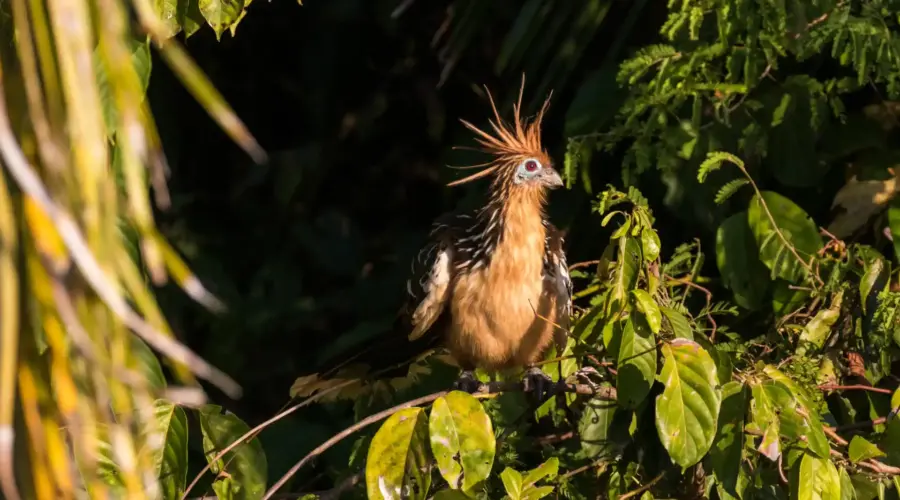 A hoatzin stares at the horizon as the sun begins to rise in the wee small hours of the morning