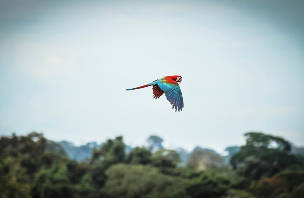 A macaw flies over the rainforest.