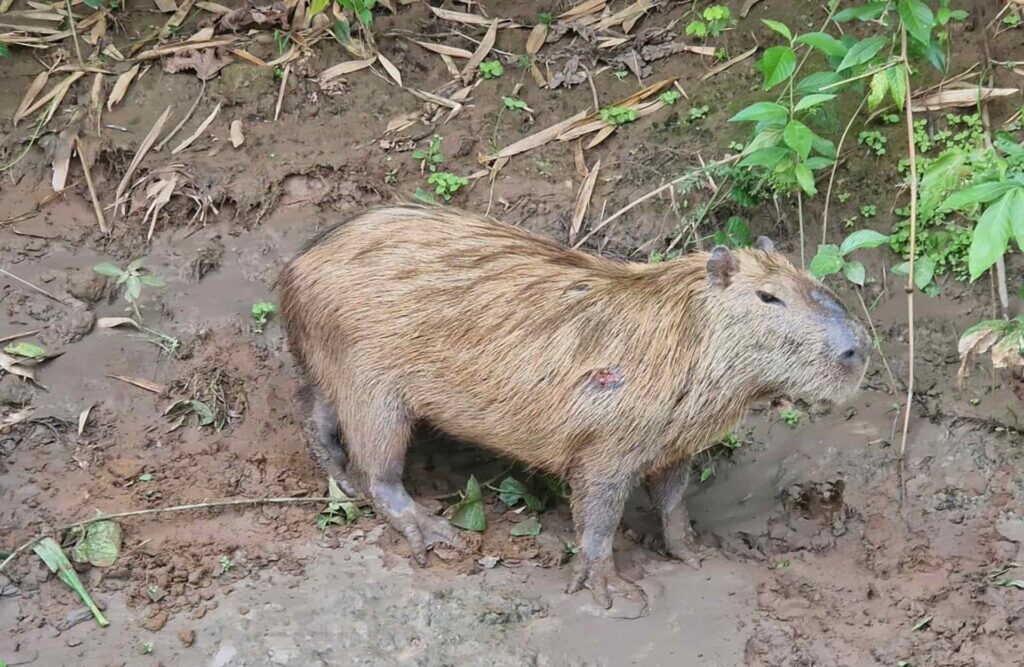 A mud-covered capybara stares at its photographer.