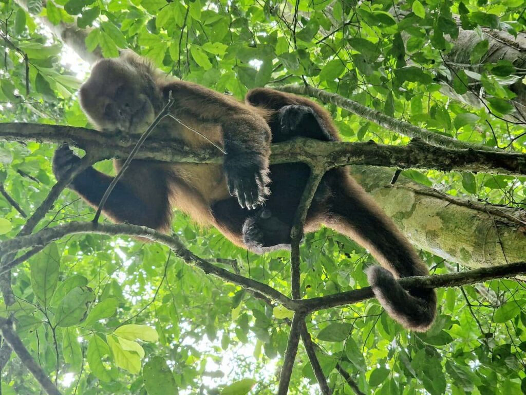 A monkey species hangs over a tree's branch while looking below him.