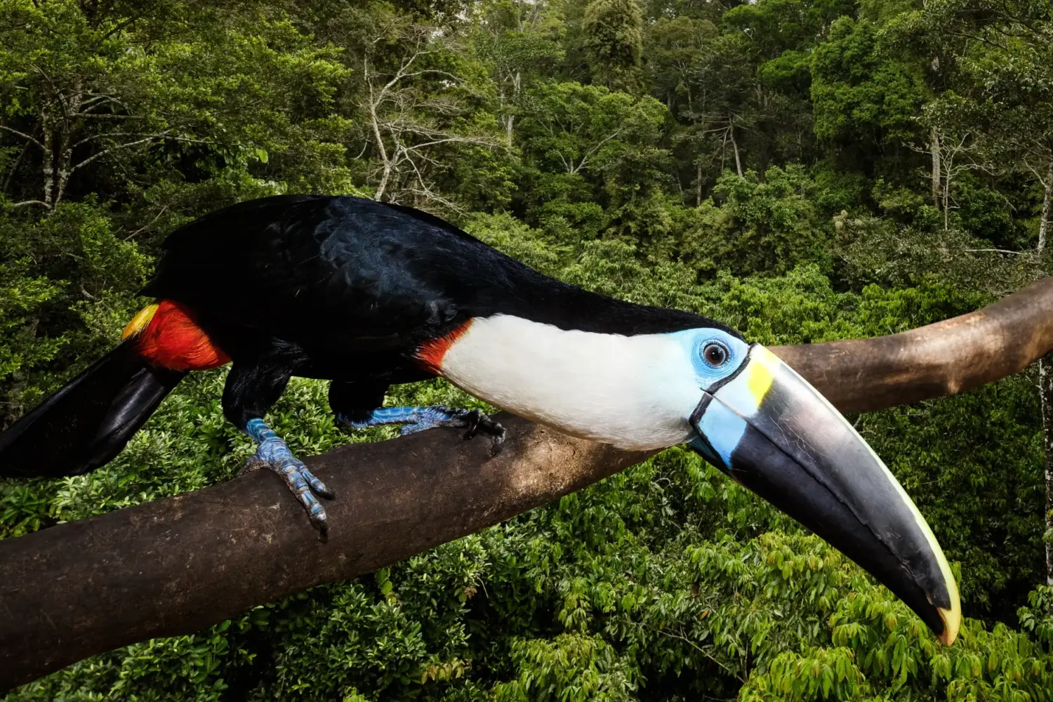 white_chested_toucan
