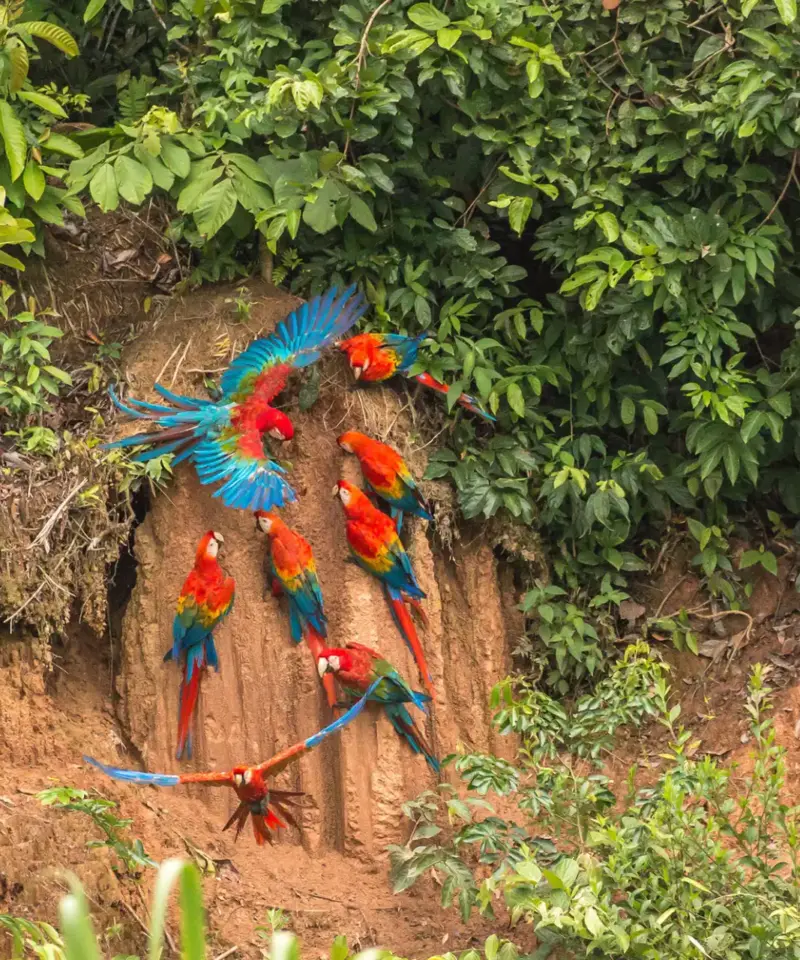 birds in their clay licks in tambopata