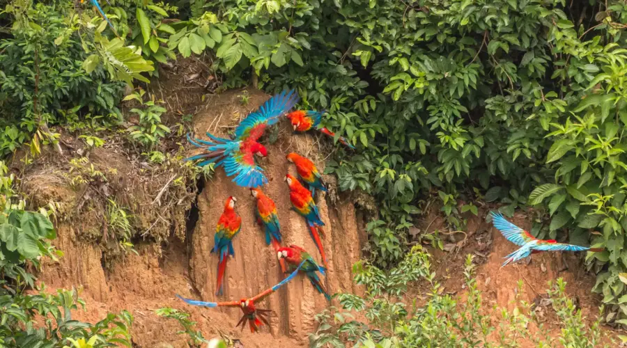 birds in their clay licks in tambopata