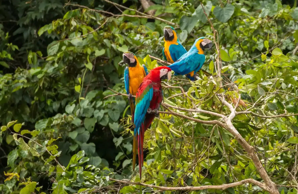 A group of four macaws pass time while standing on top of a tree's branch