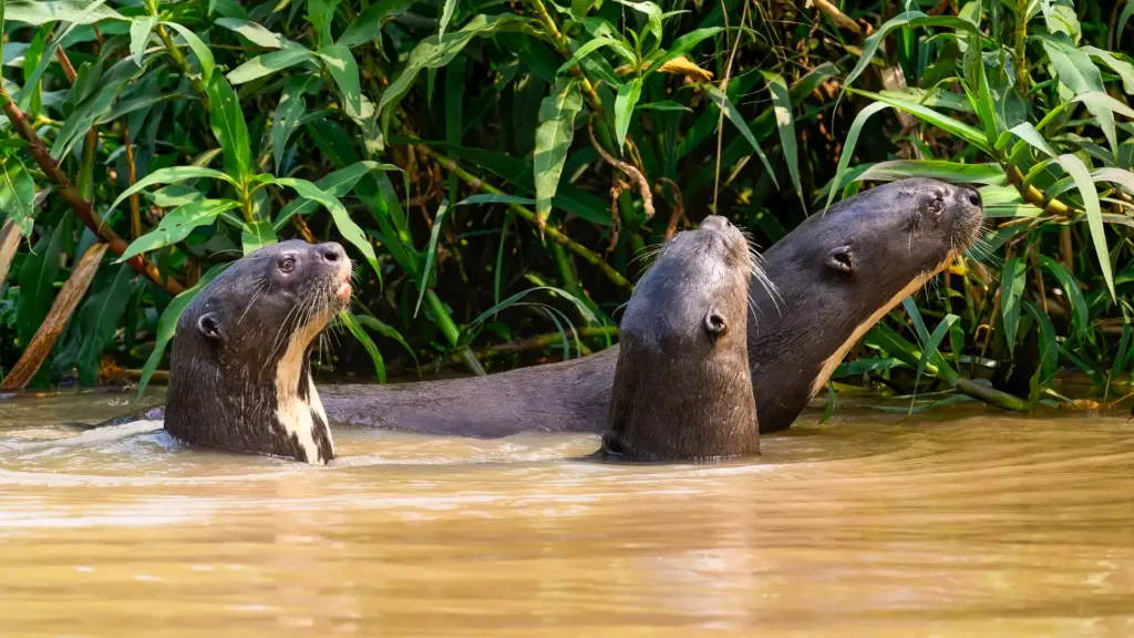 river_otters