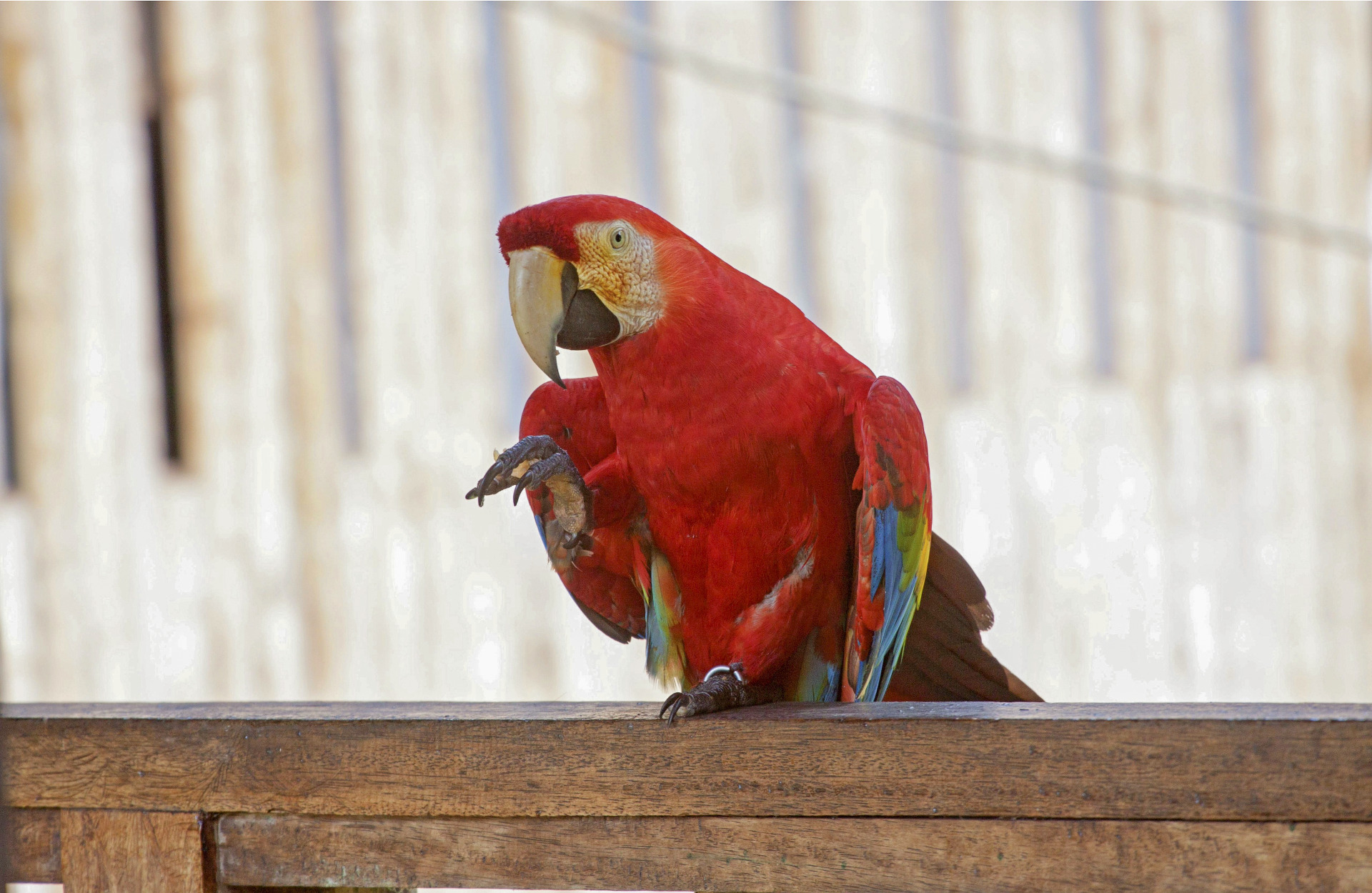 tambopata_red_macaw