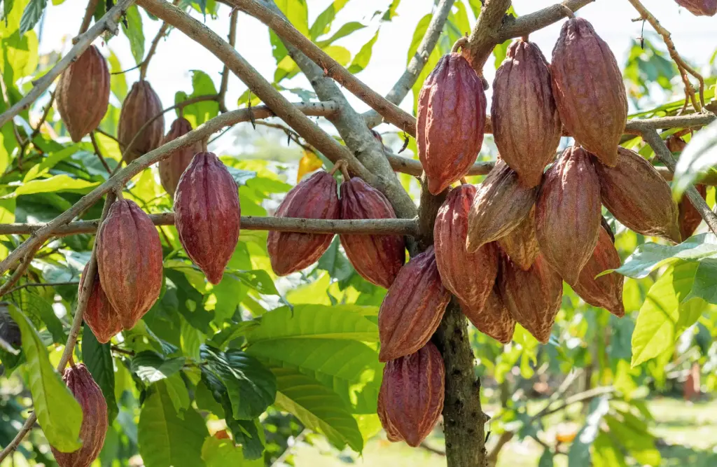 cacao_plantation