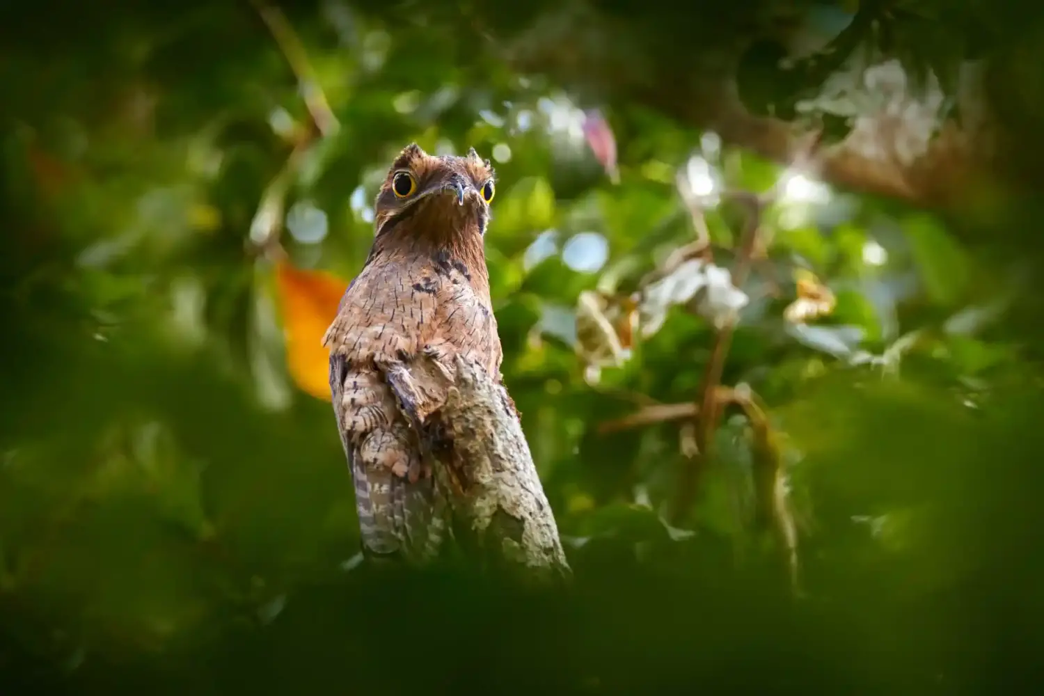 A potoo bird is barely noticeable by being surround ed by the Amazon's trees.