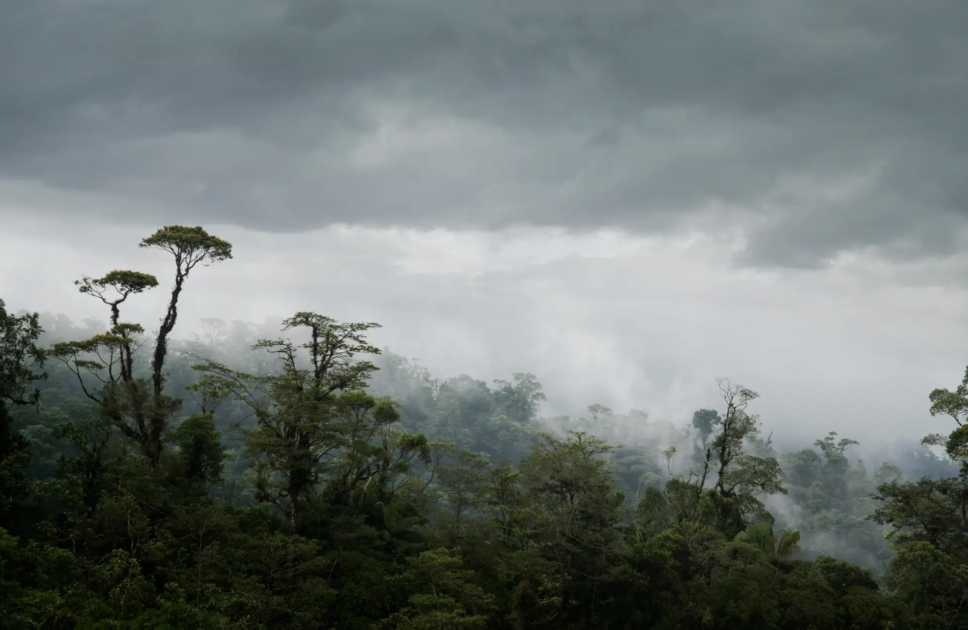 A cloudy sky hangs on top of the jungle