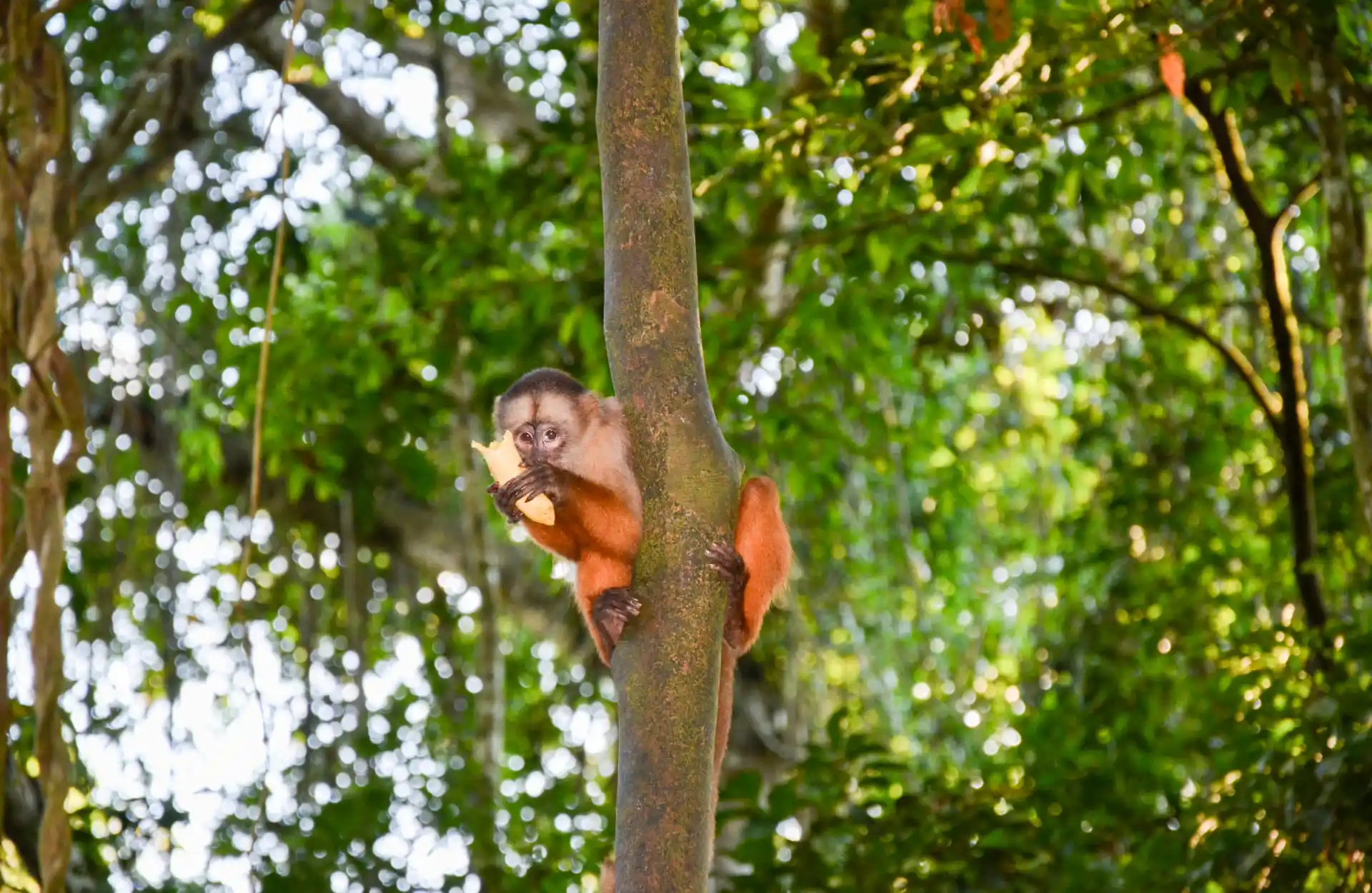 A monkey looks below of the tree he's holding on