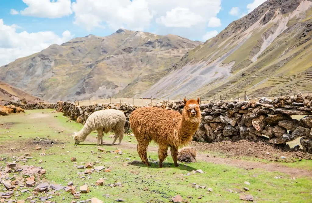 A couple of alpacas grazing the andean highlands's grass on the way to the Rainbow Mountain