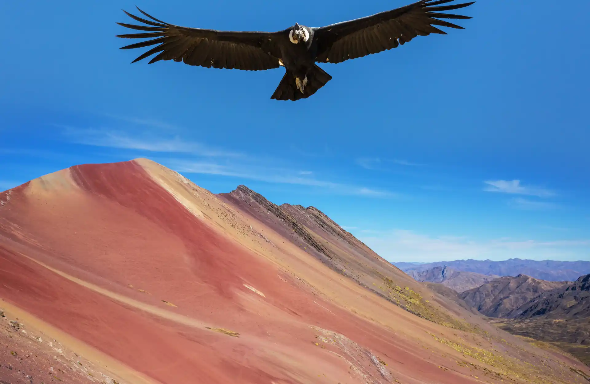 A condor flies over the Red mountains range that surround Vinicunca.