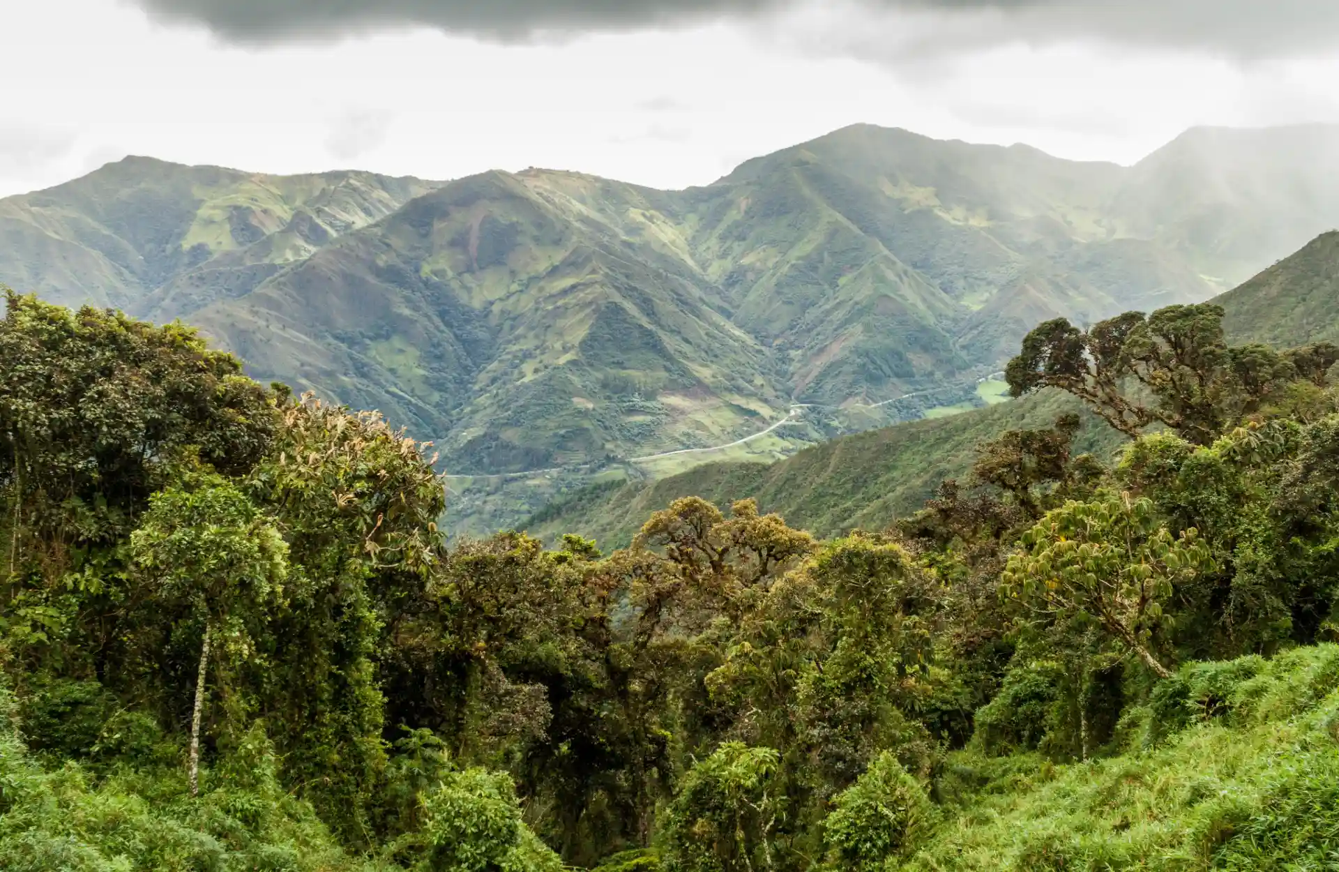 A common landscape that is found in the Amazon's rainforest.