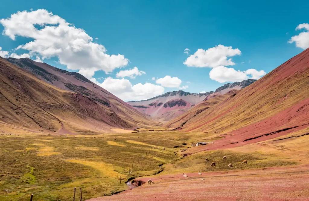 A herd of different mammals commonly found in the Andes countryside along the path to Vinicunca's summit,