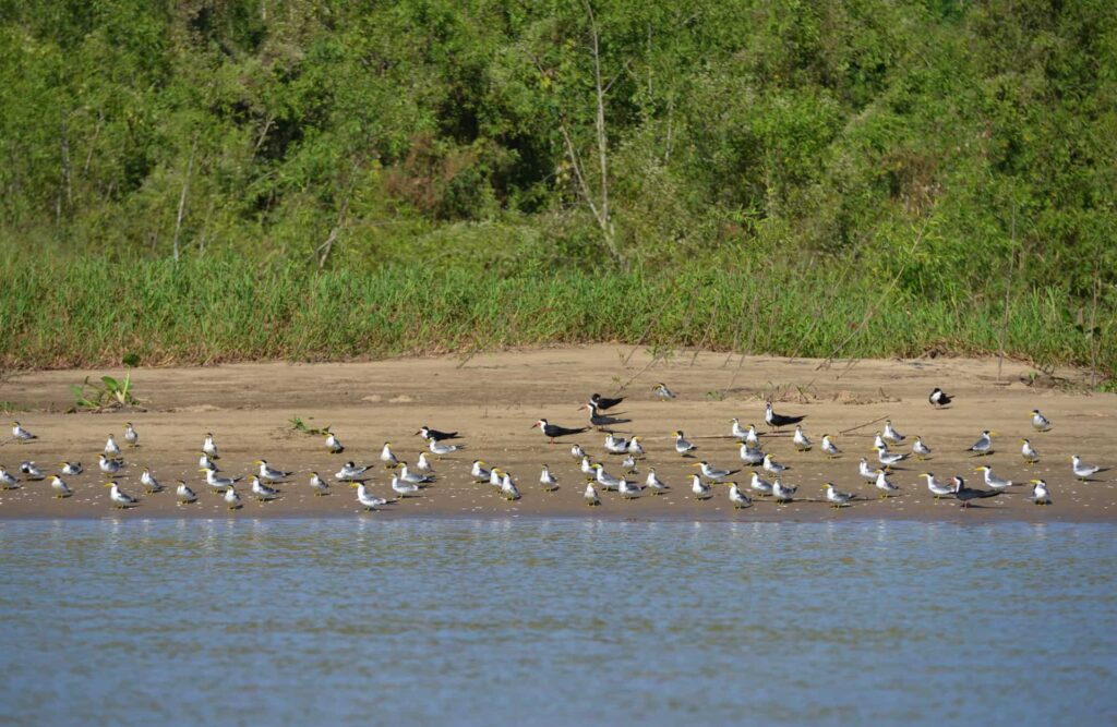 A flock of birds rest by the Amazon river's banks.