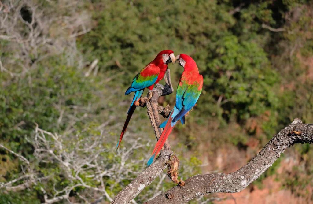 A couple of macaws stay perched on a branch together.