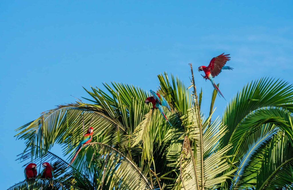 Many macaws perch on top of some palms.