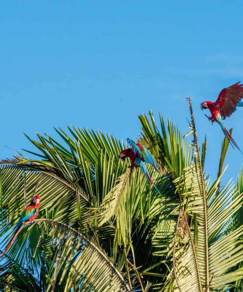 Many macaws perch on top of some palms.