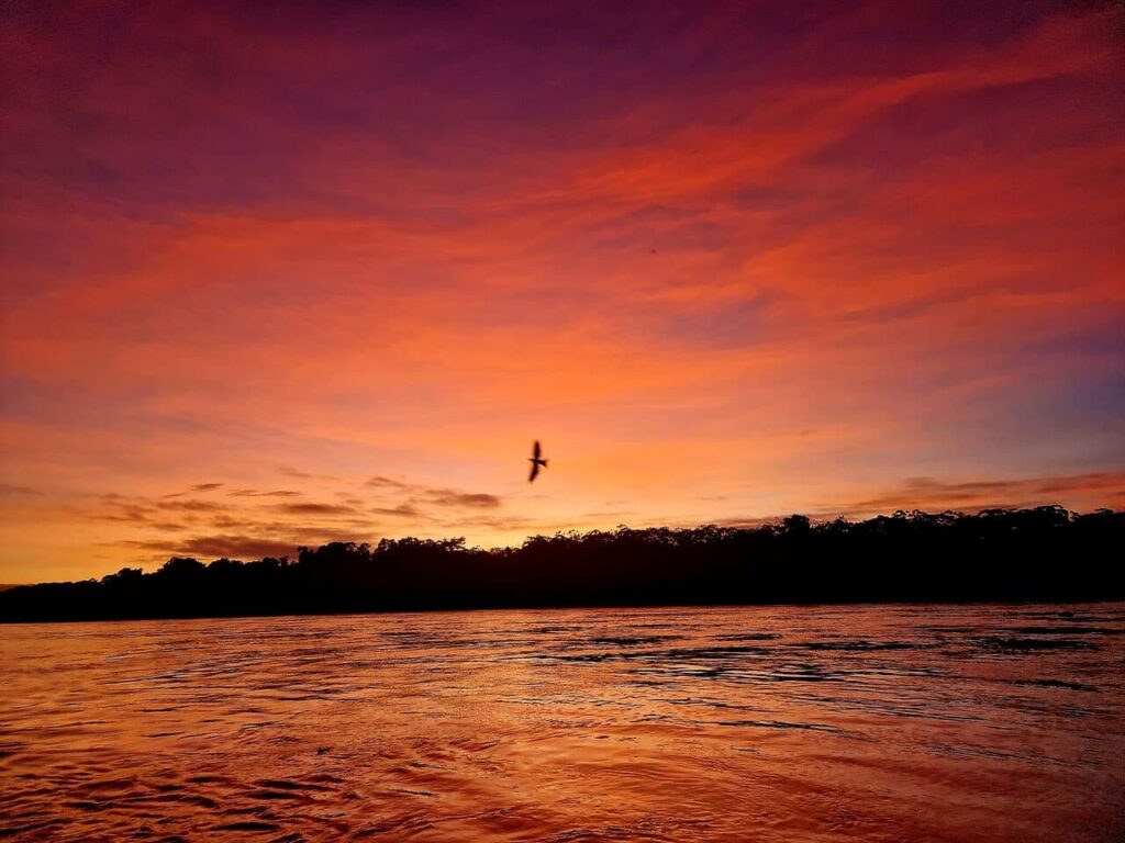 A bird flies over the Amazon as the sun sets.