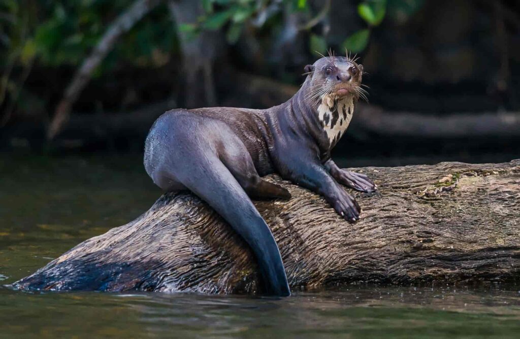 An otter rests on a rock located in the Sandoval Lake.