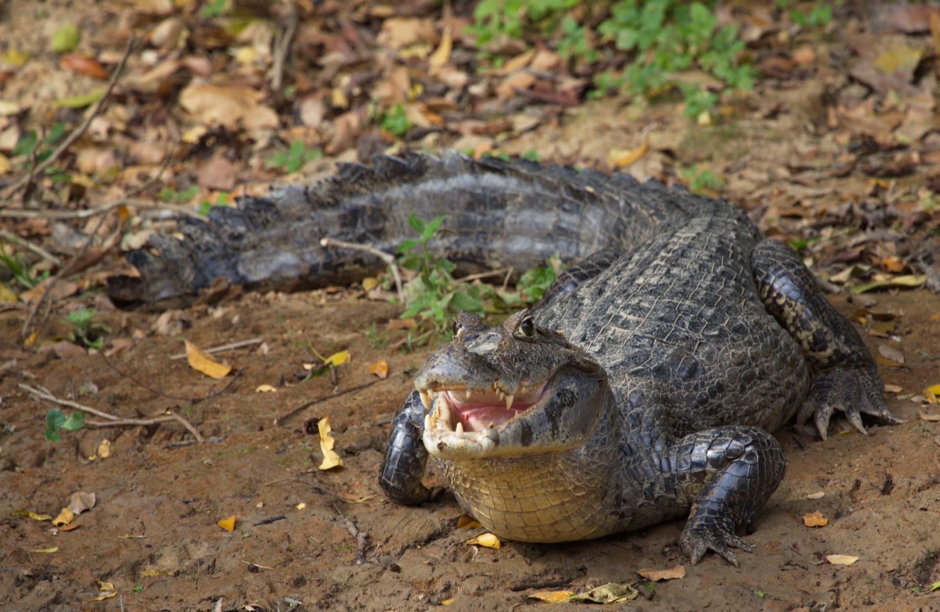 Learn about the Black Caiman in Peru.
