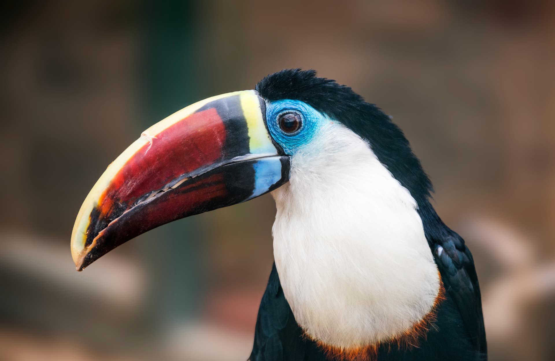 The white throated toucan.