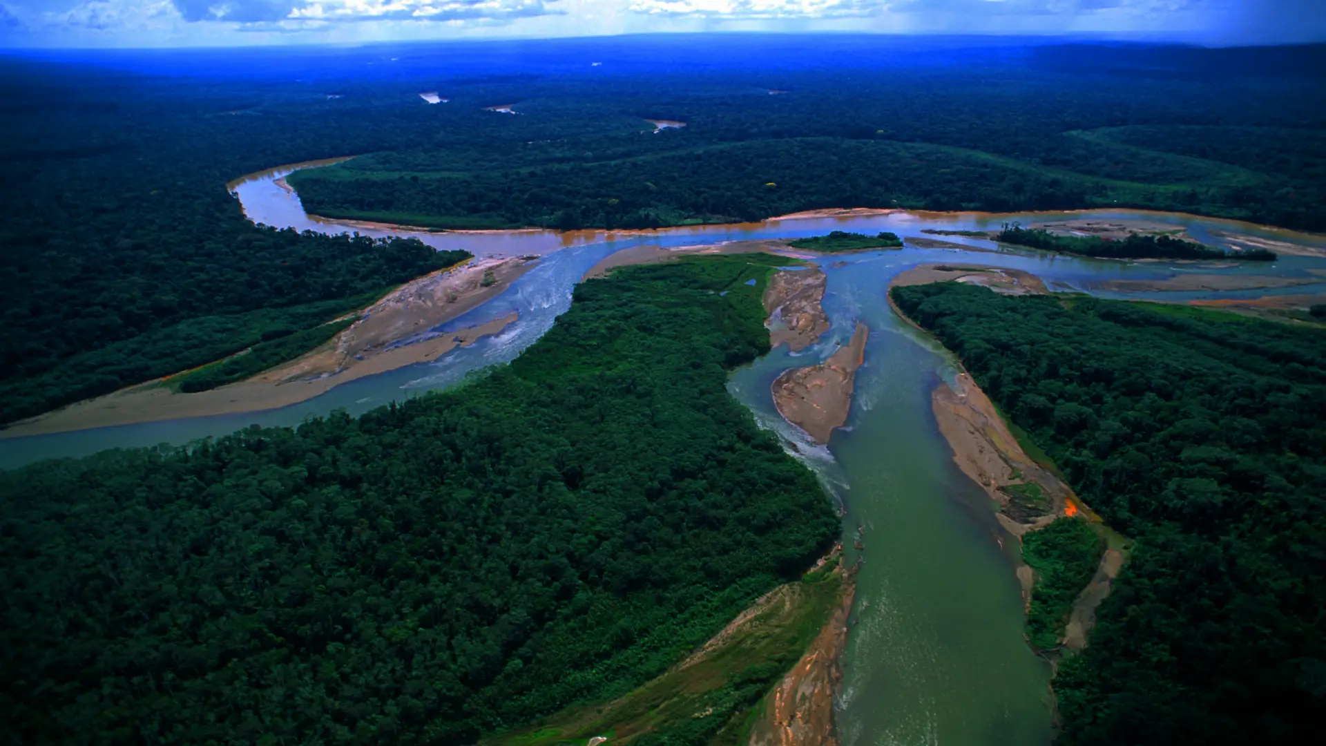 amazon river pink river dolphins