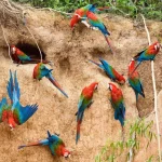 Observe Macaws Eating Clay: Birdwatching Adventure
