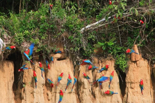 Observe Macaws Eating Clay: Birdwatching Adventure manu jungle trips peru travel cusco