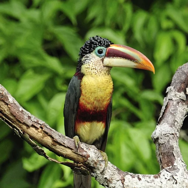 Best Activities to Experience in a Peru Amazon Trip