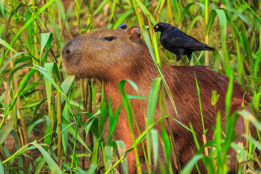 capybara