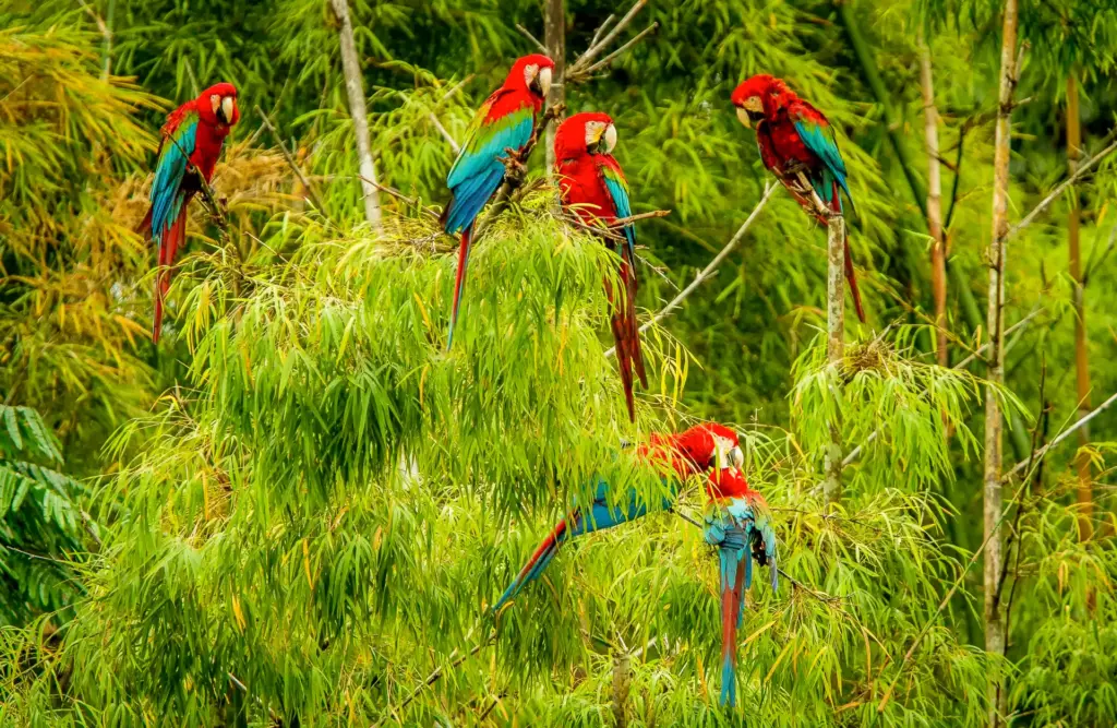 tambopata lodge chuncho_macaw_clay sandoval lake lodge peru amazon trip Cusco, Machu Picchu, Manu Package Tour