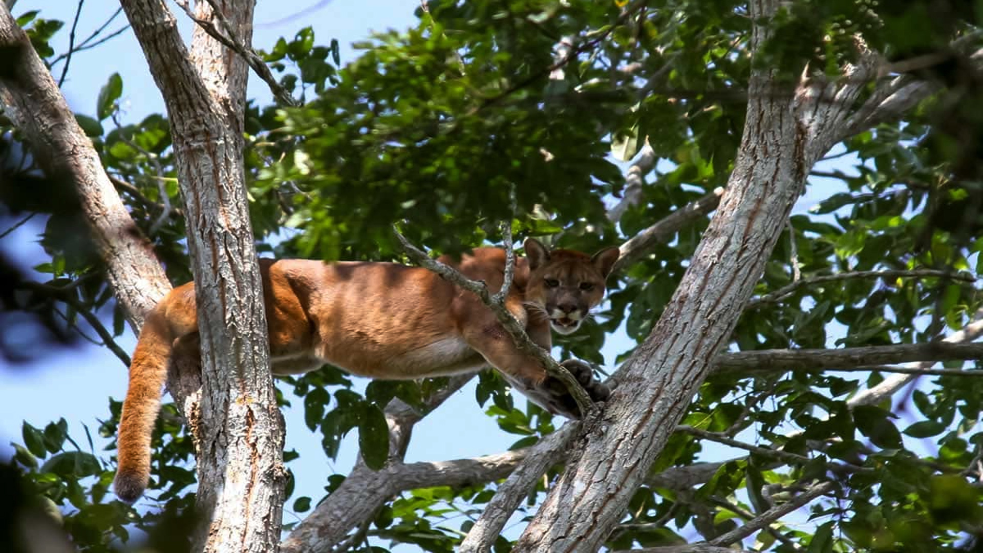 peru travel jungle trips manu travel 3