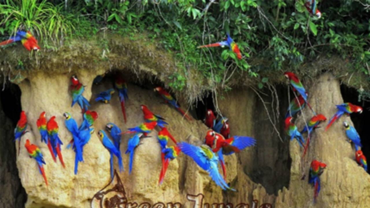 5-Day Tambopata Tour: Chuncho Macaw Clay Lick, Sandoval & Yacumama Lake